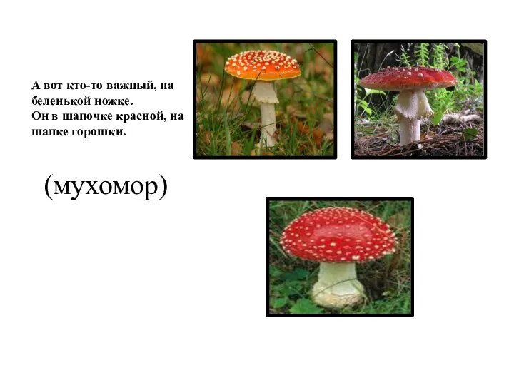 А вот кто-то важный, на беленькой ножке. Он в шапочке красной, на шапке горошки. (мухомор)