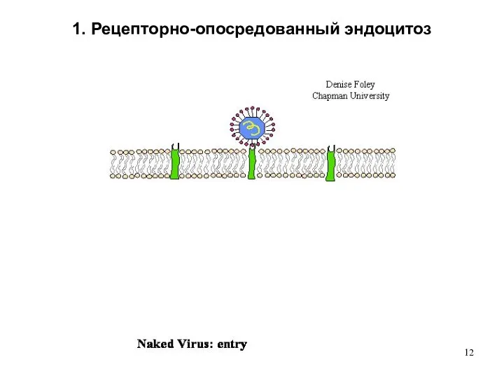 1. Рецепторно-опосредованный эндоцитоз