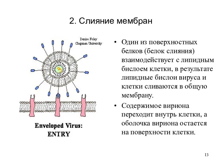 Один из поверхностных белков (белок слияния) взаимодействует с липидным бислоем клетки, в