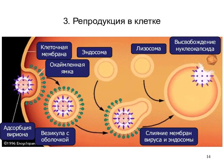 3. Репродукция в клетке