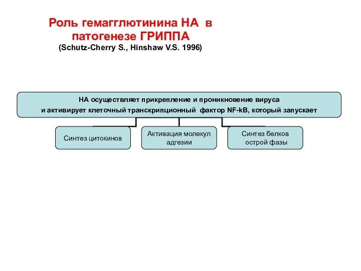 Роль гемагглютинина НА в патогенезе ГРИППА (Schutz-Cherry S., Hinshaw V.S. 1996)