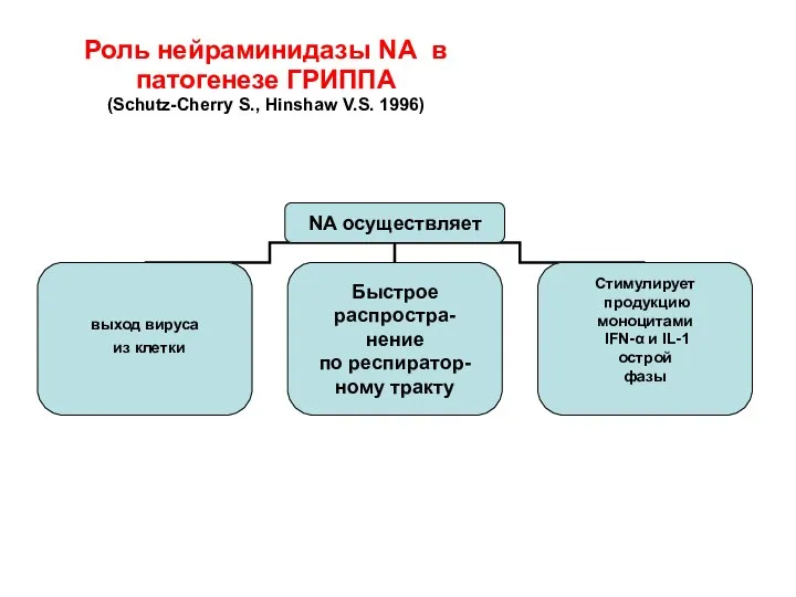 Роль нейраминидазы NА в патогенезе ГРИППА (Schutz-Cherry S., Hinshaw V.S. 1996)