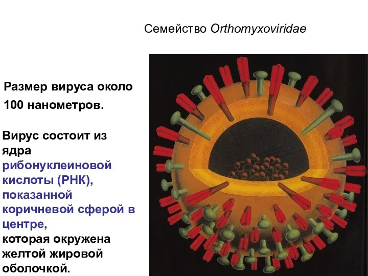 Семейство Orthomyxoviridae Размер вируса около 100 нанометров. Вирус состоит из ядра рибонуклеиновой