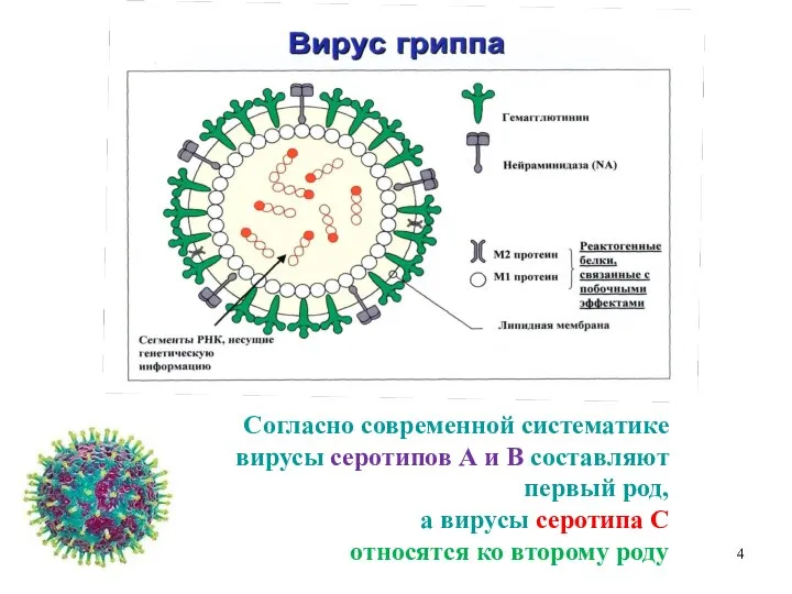 Согласно современной систематике вирусы серотипов А и В составляют первый род, а
