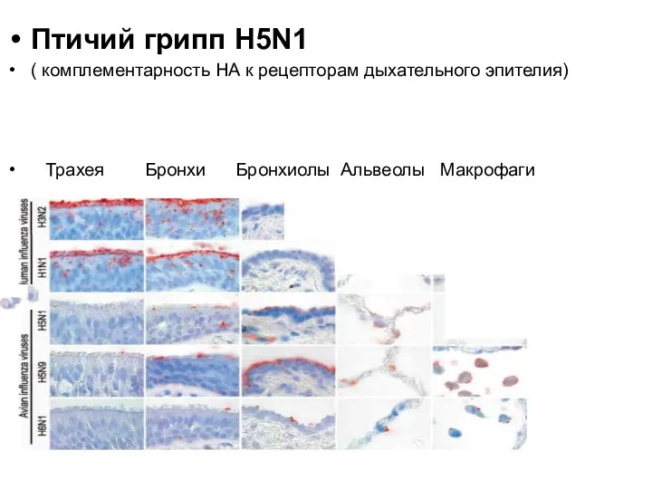 Птичий грипп H5N1 ( комплементарность НА к рецепторам дыхательного эпителия) Трахея Бронхи Бронхиолы Альвеолы Макрофаги