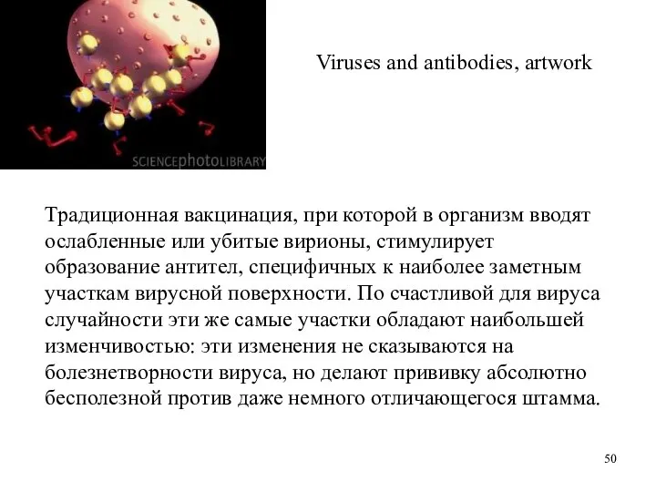 Viruses and antibodies, artwork Традиционная вакцинация, при которой в организм вводят ослабленные