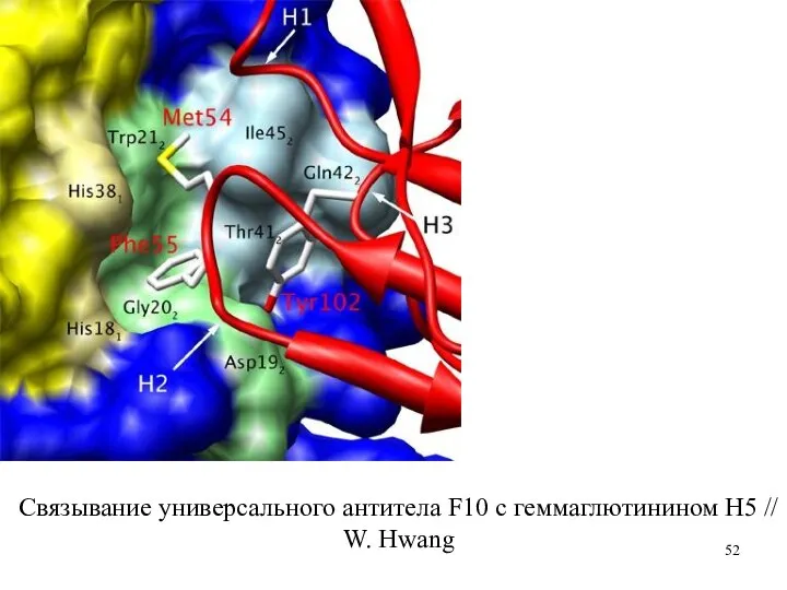 Связывание универсального антитела F10 с геммаглютинином H5 // W. Hwang