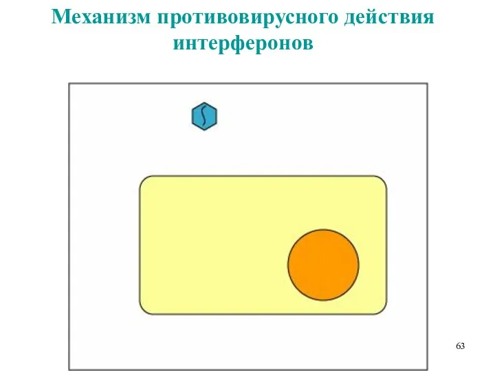 Механизм противовирусного действия интерферонов