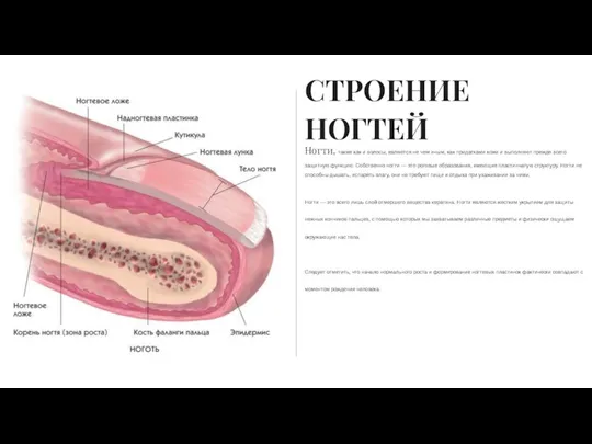 Ногти, также как и волосы, являются не чем иным, как придатками кожи