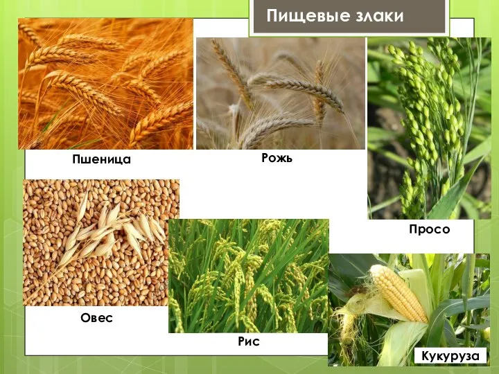 Пищевые злаки Пшеница Рожь Просо Овес Рис Кукуруза