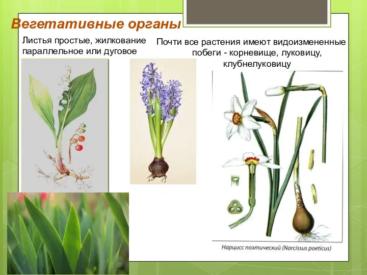 Листья простые, жилкование параллельное или дуговое Почти все растения имеют видоизмененные побеги