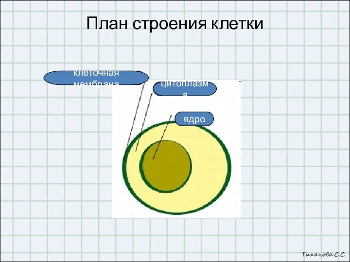 План строения клетки 1 2 3 ядро цитоплазма клеточная мембрана
