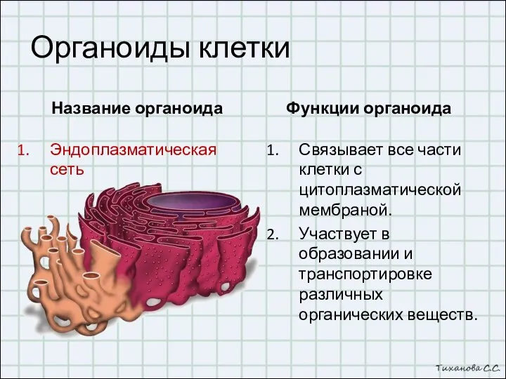 Органоиды клетки Название органоида Эндоплазматическая сеть Функции органоида Связывает все части клетки