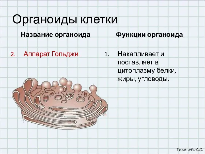 Органоиды клетки Название органоида Аппарат Гольджи Функции органоида Накапливает и поставляет в цитоплазму белки, жиры, углеводы.