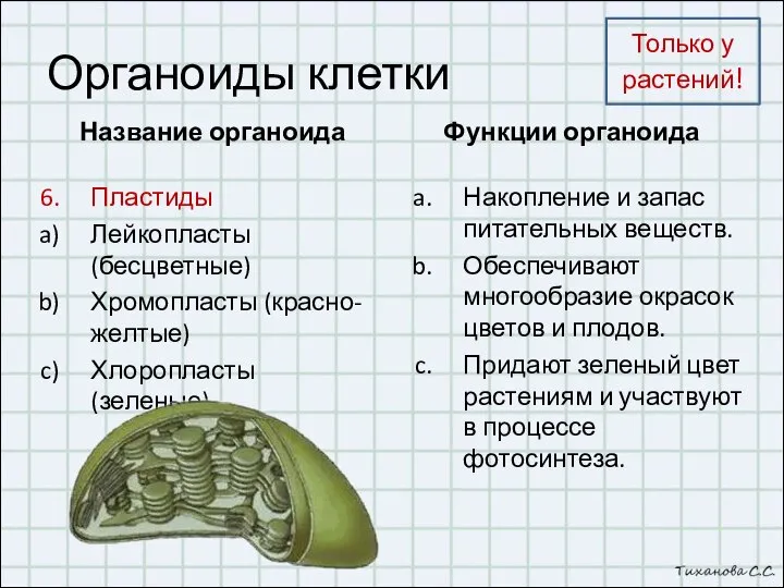 Органоиды клетки Название органоида Пластиды Лейкопласты (бесцветные) Хромопласты (красно-желтые) Хлоропласты (зеленые) Функции