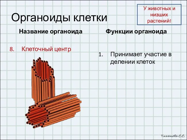 Органоиды клетки Название органоида Клеточный центр Функции органоида Принимает участие в делении