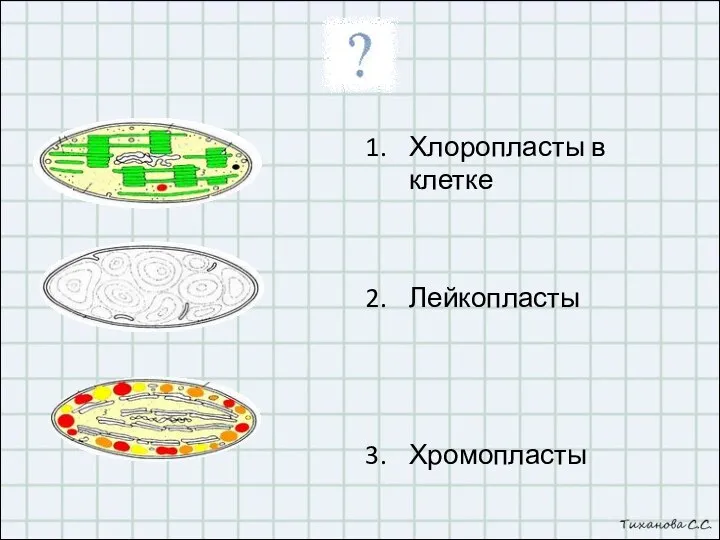 Хлоропласты в клетке Лейкопласты Хромопласты