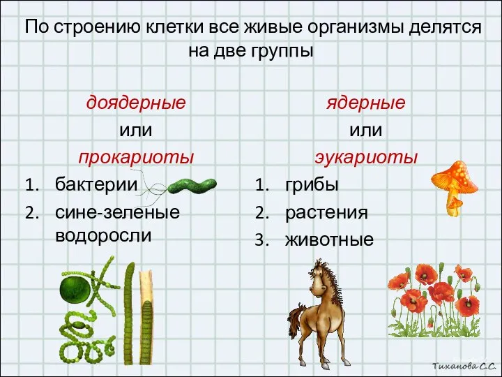 По строению клетки все живые организмы делятся на две группы доядерные или