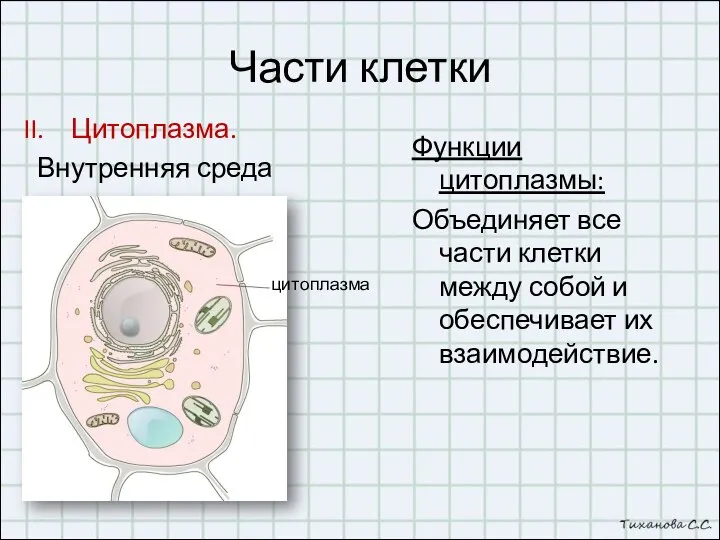 Части клетки Цитоплазма. Внутренняя среда клетки. Функции цитоплазмы: Объединяет все части клетки