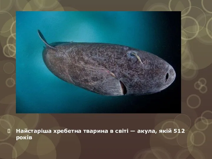 Найстаріша хребетна тварина в світі — акула, якій 512 років