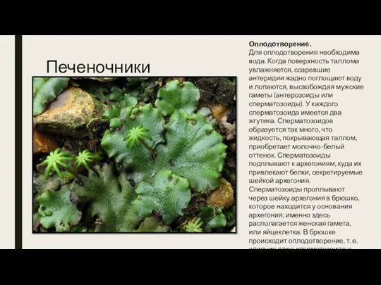 Печеночники Оплодотворение. Для оплодотворения необходима вода. Когда поверхность таллома увлажняется, созревшие антеридии