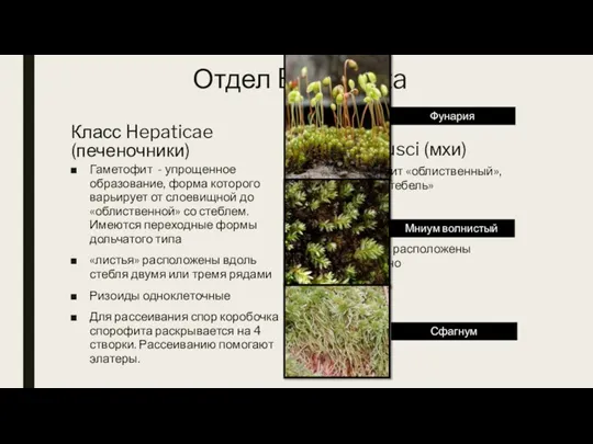 Отдел Bryophyta Класс Hepaticae (печеночники) Гаметофит - упрощенное образование, форма которого варьирует