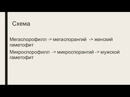 Схема Мегаспорофилл -> мегаспорангий -> женский гаметофит Микроспорофилл -> микроспорангий -> мужской гаметофит