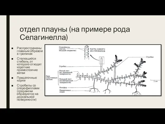 отдел плауны (на примере рода Селагинелла) Распространены главным образом в тропиках Стелющийся