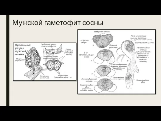 Мужской гаметофит сосны