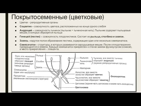 Покрытосеменные (цветковые) Цветки – репродуктивные органы Соцветие – совокупность цветков, расположенных на