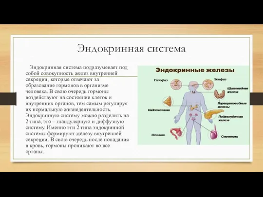 Эндокринная система Эндокринная система подразумевает под собой совокупность желез внутренней секреции, которые