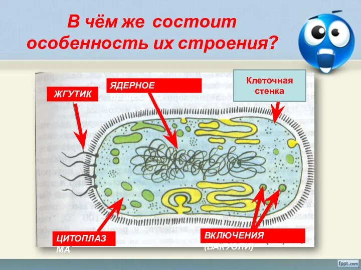 В чём же состоит особенность их строения? ЖГУТИК ЯДЕРНОЕ ВЕЩЕСТВО ОБОЛОЧКА ВКЛЮЧЕНИЯ (ВАКУОЛИ) ЦИТОПЛАЗМА Клеточная стенка