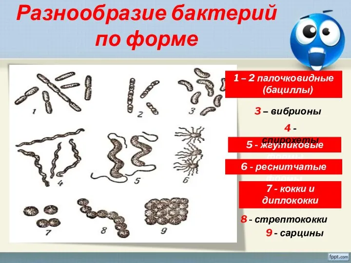 Разнообразие бактерий по форме 1 – 2 палочковидные (бациллы) 3 – вибрионы