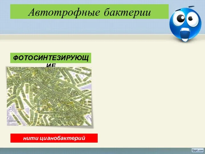 Автотрофные бактерии ФОТОСИНТЕЗИРУЮЩИЕ нити цианобактерий