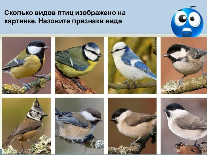 Сколько видов птиц изображено на картинке. Назовите признаки вида