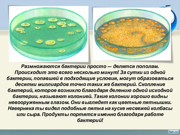 Размножаются бактерии просто — делятся пополам. Происходит это всего несколько минут! За