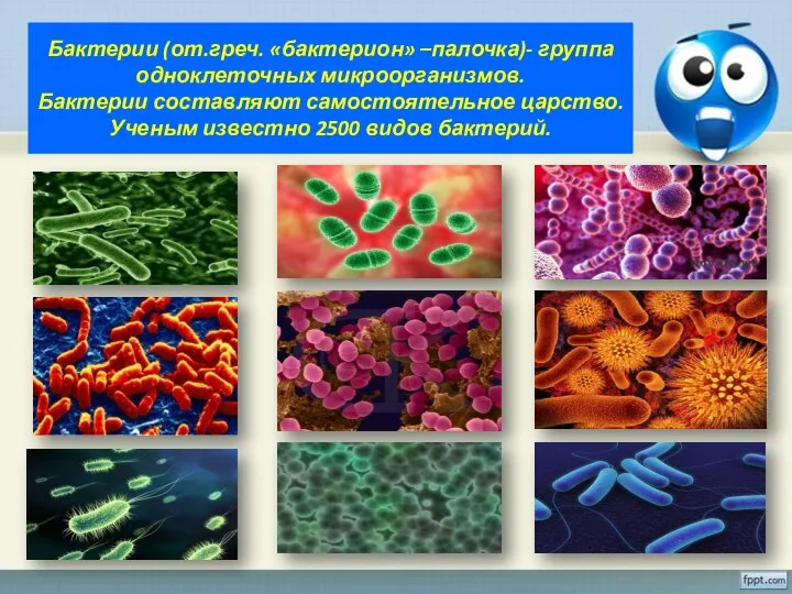 Бактерии (от.греч. «бактерион» –палочка)- группа одноклеточных микроорганизмов. Бактерии составляют самостоятельное царство. Ученым известно 2500 видов бактерий.