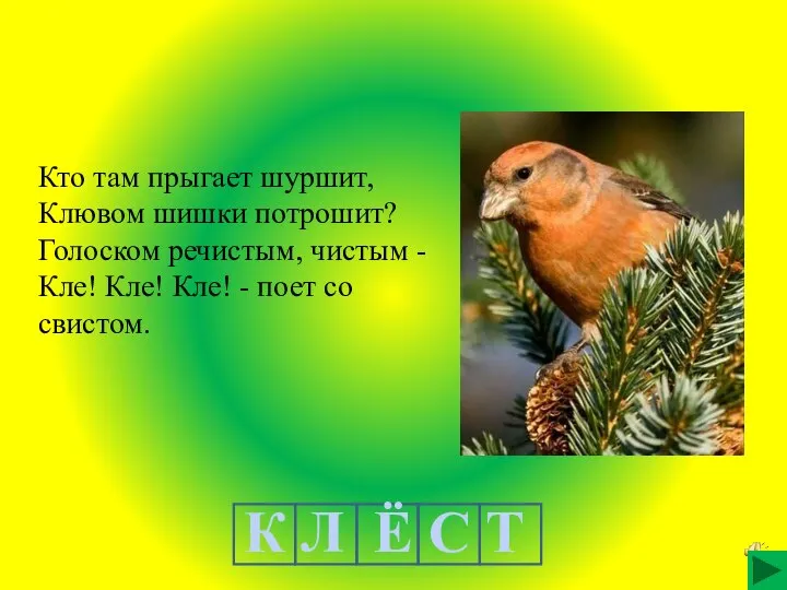 Кто там прыгает шуршит, Клювом шишки потрошит? Голоском речистым, чистым - Кле!