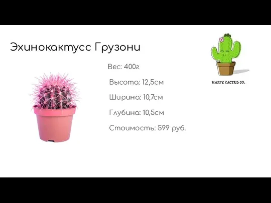 Эхинокактусс Грузони Вес: 400г Высота: 12,5см Ширина: 10,7см Глубина: 10,5см Стоимость: 599 руб.