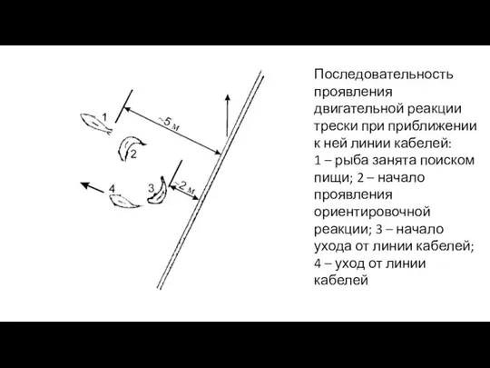 Последовательность проявления двигательной реакции трески при приближении к ней линии кабелей: 1