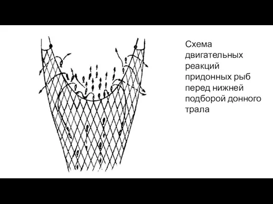 Схема двигательных реакций придонных рыб перед нижней подборой донного трала