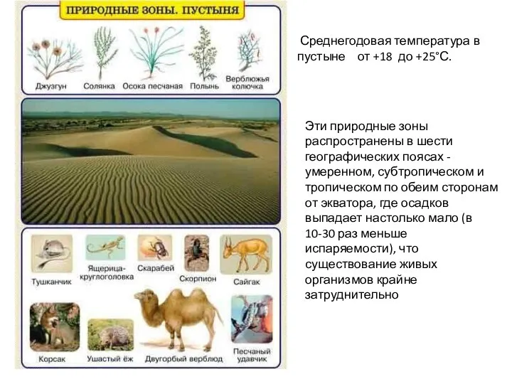 Среднегодовая температура в пустыне от +18 до +25°С. Эти природные зоны распространены