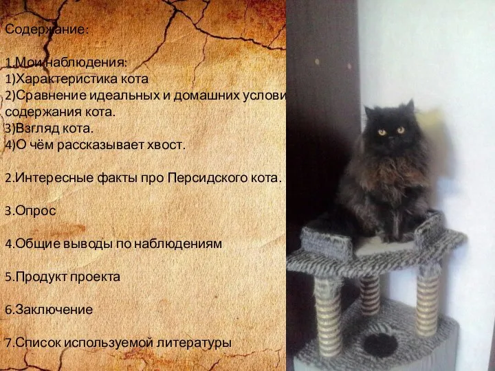 Содержание: 1.Мои наблюдения: 1)Характеристика кота 2)Сравнение идеальных и домашних условий содержания кота.
