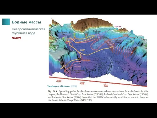 Водные массы Североатлантическая глубинная вода Yashayev, Dickson (2008) NADW