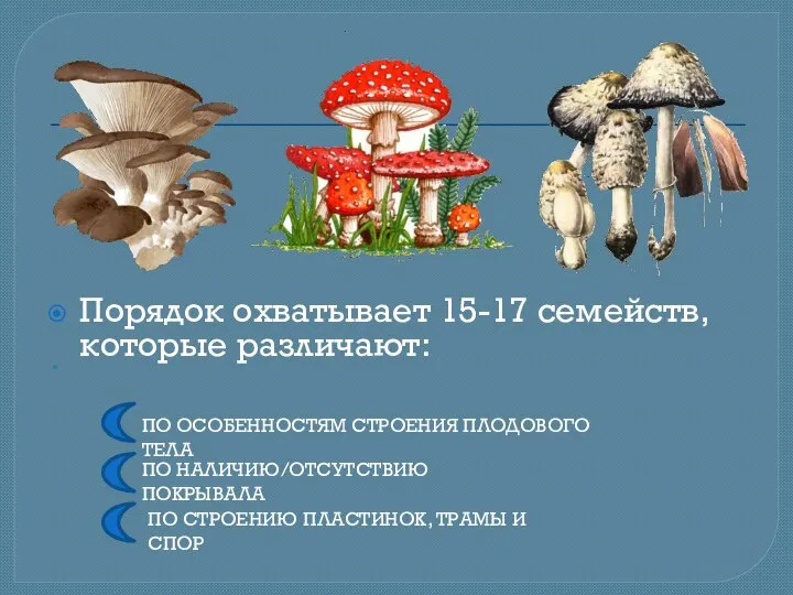 Порядок охватывает 15-17 семейств, которые различают: ПО ОСОБЕННОСТЯМ СТРОЕНИЯ ПЛОДОВОГО ТЕЛА ПО