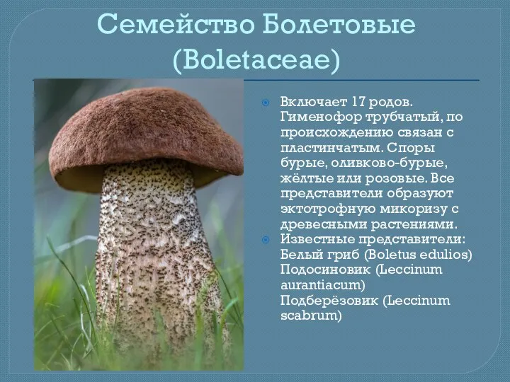 Семейство Болетовые (Boletaceae) Включает 17 родов. Гименофор трубчатый, по происхождению связан с