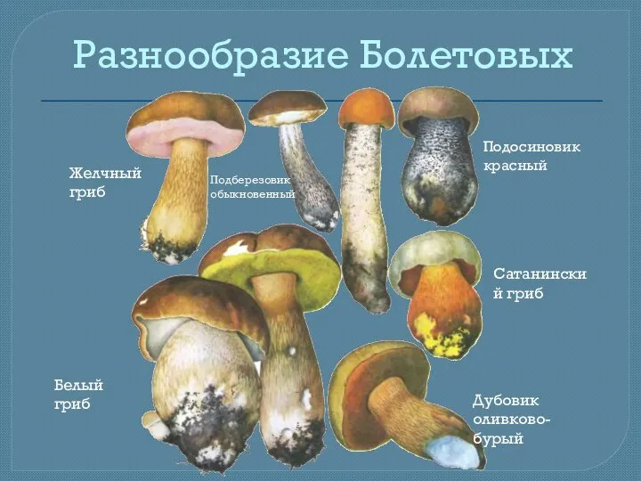 Разнообразие Болетовых Желчный гриб Подберезовик обыкновенный Белый гриб Дубовик оливково-бурый Сатанинский гриб Подосиновик красный