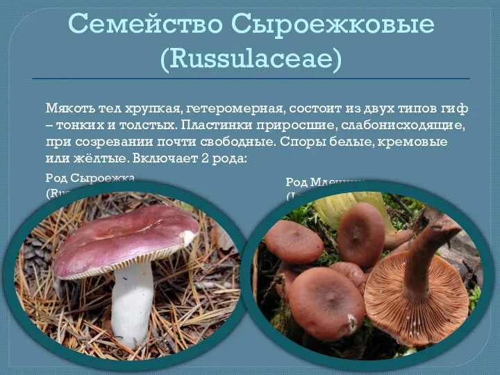 Семейство Сыроежковые (Russulaceae) Мякоть тел хрупкая, гетеромерная, состоит из двух типов гиф