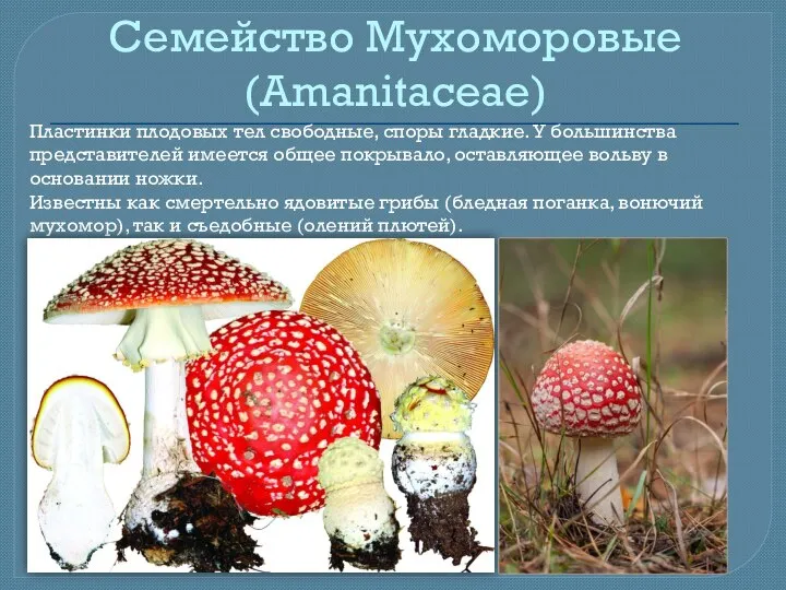 Семейство Мухоморовые (Amanitaceae) Пластинки плодовых тел свободные, споры гладкие. У большинства представителей