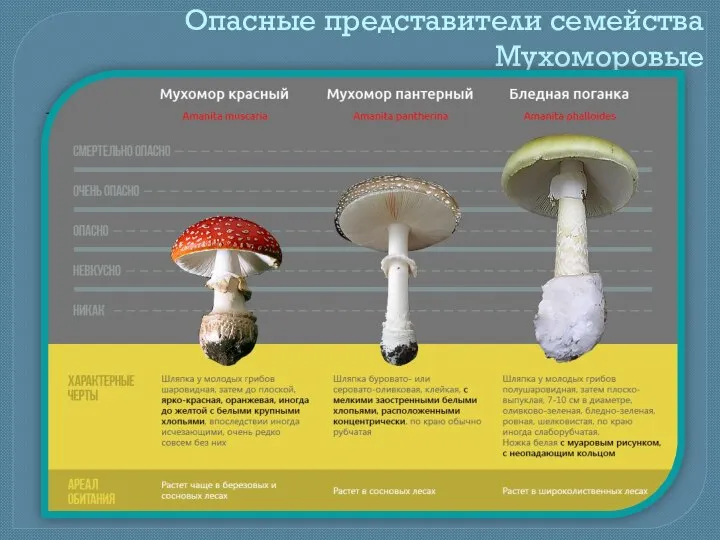 Опасные представители семейства Мухоморовые